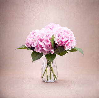 Pink Hydrangeas